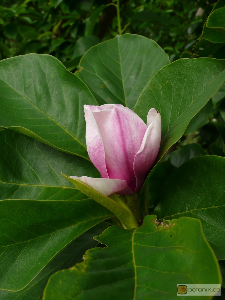 Magnolia soulangiana 'Triumphans' -- Garten Magnolie 'Triumphans'